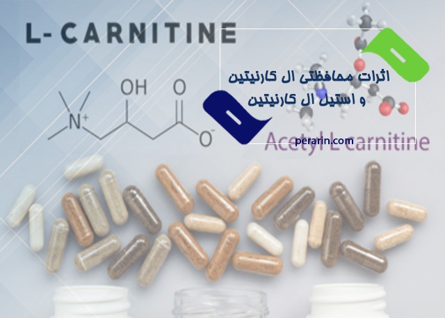 que es mejor l carnitina o cla اثرات محافظتی ال کارنیتین و استیل ال کارنیتین