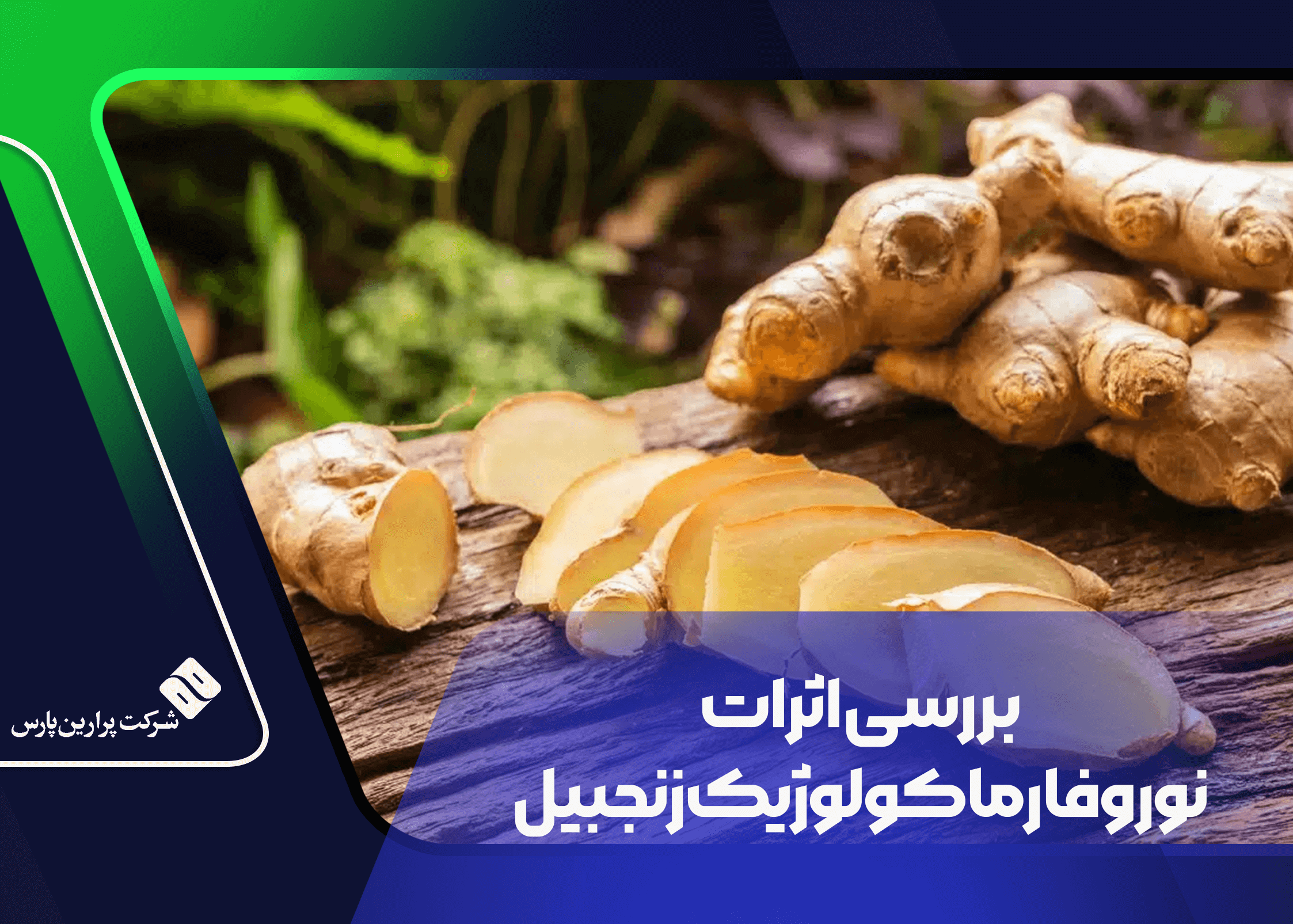 Perarin بررسی اثرات نوروفارماکولوژیک زنجبیل - بخش دوم - پرارین پارس
