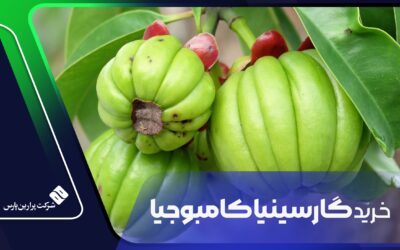 خرید گارسینیا کامبوجیا
