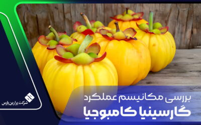 بررسی مکانیسم عملکرد گارسینیا کامبوجیا